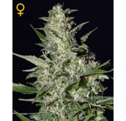 Semillas Super Critical Autoflowering